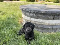 JJ, a male Havapoo for sale in Nappanee, IN – 5 of 9