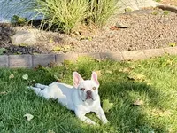 Cole, a male French Bulldog for sale in Nappanee, IN – 2 of 8