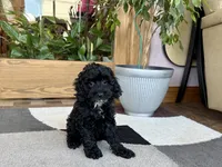 Larry F1b, a male Cockapoo for sale in Nappanee, IN – 1 of 5