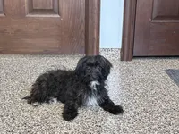 Sadie Havapoo , a female Havapoo for sale in Nappanee, IN – 2 of 6