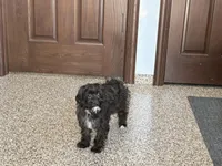 Sadie Havapoo , a female Havapoo for sale in Nappanee, IN – 3 of 6