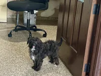 Sadie Havapoo , a female Havapoo for sale in Nappanee, IN – 1 of 6