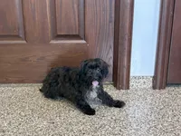 Sadie Havapoo , a female Havapoo for sale in Nappanee, IN – 4 of 6