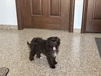 Sadie Havapoo , a female Havapoo for sale in Nappanee, IN – 6 of 6
