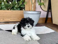 Corrie , a female Havanese for sale in Nappanee, IN – 4 of 10
