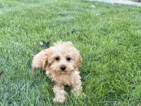 Wesley F1b mini , a male Cavapoo for sale in Nappanee, IN – 8 of 9