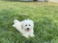 Annabelle , a female Coton de Tulear for sale in Nappanee, IN – 2 of 4