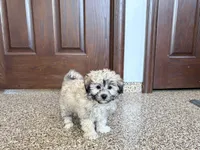 Jordan, a female Coton de Tulear for sale in Nappanee, IN – Photo 7 of 7