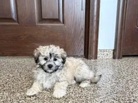 Jordan, a female Coton de Tulear for sale in Nappanee, IN – Photo 2 of 7