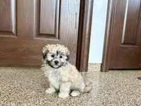 Jordan, a female Coton de Tulear for sale in Nappanee, IN – Photo 6 of 7