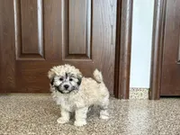 Jordan, a female Coton de Tulear for sale in Nappanee, IN – Photo 3 of 7