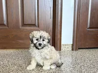 Jordan, a female Coton de Tulear for sale in Nappanee, IN – Photo 4 of 7