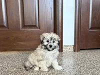 Jordan, a female Coton de Tulear for sale in Nappanee, IN – Photo 5 of 7