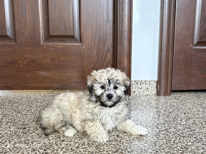 Jordan – Coton de Tulear puppy for sale in Nappanee, IN