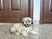 Jordan, a female Coton de Tulear for sale in Nappanee, IN – Photo 1 of 7