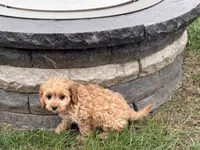 Jade, a female Cockapoo and Cavalier King Charles Spaniel for sale in Nappanee, IN – 2 of 8