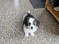 Sam, a male Maltese and Morkie for sale in Nappanee, IN – 8 of 8