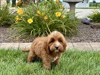 Dena, a female Cavapoo for sale in Nappanee, IN – 6 of 8