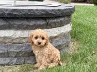 Jade, a female Cockapoo and Cavalier King Charles Spaniel for sale in Nappanee, IN – 7 of 8