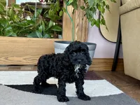Larry F1b, a male Cockapoo for sale in Nappanee, IN – 2 of 5