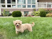 Tiny 2 , a male Maltipoo for sale in Nappanee, IN – 6 of 9