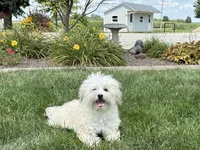 Annabelle , a female Coton de Tulear for sale in Nappanee, IN – 3 of 4