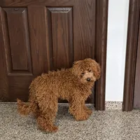 Lance F1b, a male Cockapoo for sale in Nappanee, IN – Photo 2 of 6