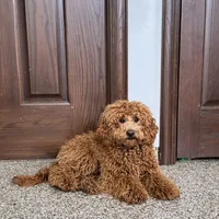 Lance F1b, a male Cockapoo for sale in Nappanee, IN – Photo 6 of 6
