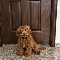 Lance F1b, a male Cockapoo for sale in Nappanee, IN – Photo 1 of 6