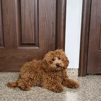 Lance F1b, a male Cockapoo for sale in Nappanee, IN – Photo 4 of 6