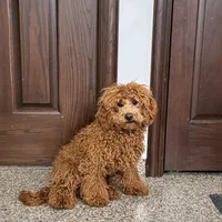 Lance F1b, a male Cockapoo for sale in Nappanee, IN – Photo 3 of 6