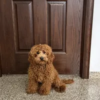 Lance F1b, a male Cockapoo for sale in Nappanee, IN – Photo 5 of 6