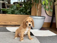 Greg , a male Cavapoo and Cockapoo for sale in Nappanee, IN – 4 of 8