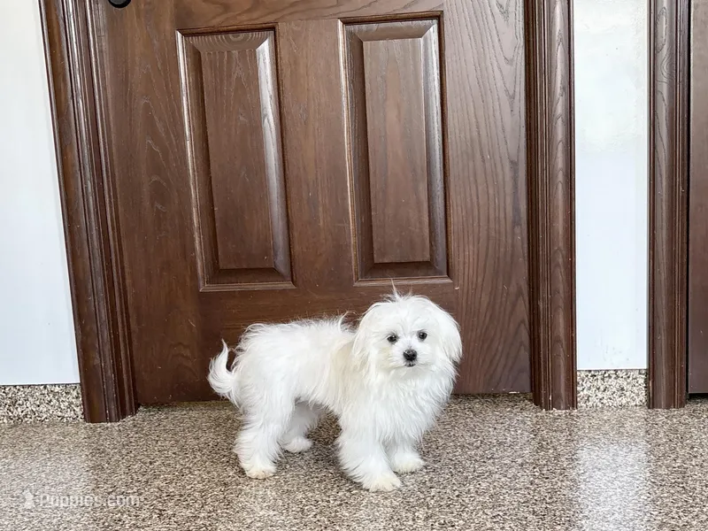 Simba – Maltese puppy for sale in Nappanee, IN