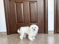 Simba, a male Maltese for sale in Nappanee, IN – 5 of 8