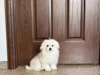Simba, a male Maltese for sale in Nappanee, IN – 7 of 8