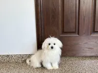 Simba, a male Maltese for sale in Nappanee, IN – 1 of 8
