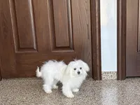 Simba, a male Maltese for sale in Nappanee, IN – 2 of 8