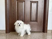 Simba, a male Maltese for sale in Nappanee, IN – 8 of 8
