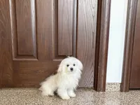 Simba, a male Maltese for sale in Nappanee, IN – 4 of 8