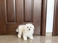 Simba, a male Maltese for sale in Nappanee, IN – 6 of 8