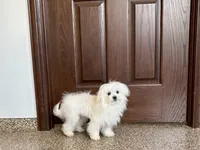Simba, a male Maltese for sale in Nappanee, IN – 3 of 8