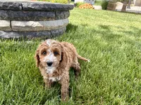 Lisa F1b, a female Cockapoo for sale in Nappanee, IN – 7 of 9