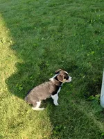 Corgi/Jack Russell , a male Jack Russell Terrier and Pembroke Welsh Corgi for sale in Nappanee, IN – 6 of 6