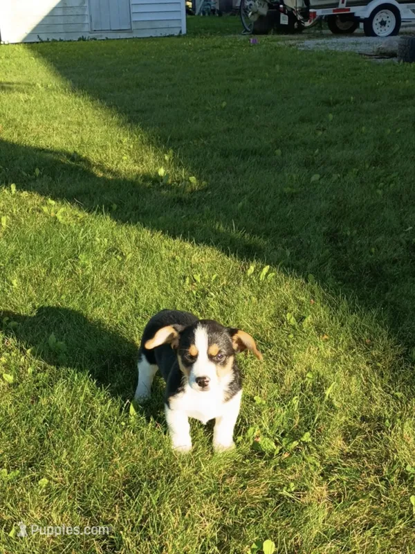 Corgi/Jack Russell  – Jack Russell Terrier, Pembroke Welsh Corgi puppy for sale in Nappanee, IN