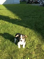 Corgi/Jack Russell , a male Jack Russell Terrier and Pembroke Welsh Corgi for sale in Nappanee, IN – 1 of 6