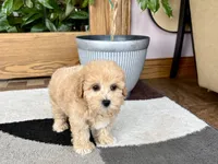 Gina , a female Maltipoo for sale in Nappanee, IN – 6 of 6