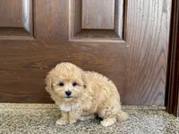 Tiny , a male Maltipoo for sale in Nappanee, IN – 6 of 8