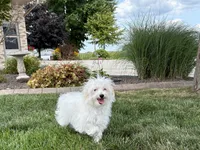 Layla, a female Maltese and Poodle - Toy  for sale in Nappanee, IN – 8 of 9