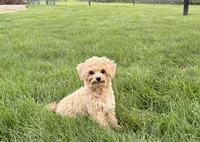 Tiny 2 , a male Maltipoo for sale in Nappanee, IN – 2 of 9
